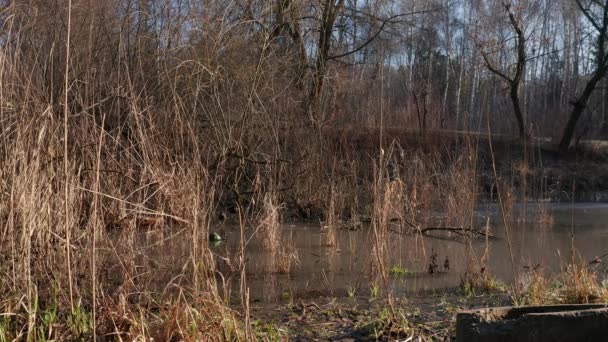 Wasserläufer fressen im Schilf am See — Stockvideo