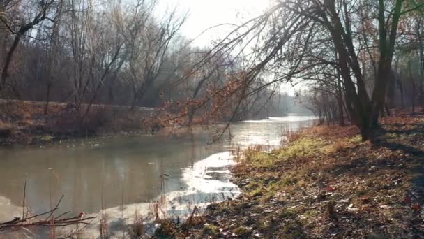 Orilla del lago congelado en el parque de invierno — Vídeos de Stock