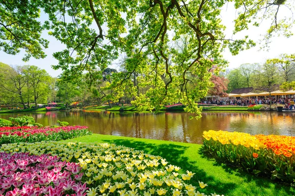 Blomsterrabatter i Keukenhof Gardens i Lisse, Nederländerna — Stockfoto