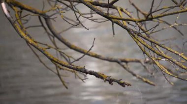 Soğuk sonbahar rüzgarı, nehirlerin üzerinde üç dal sallar.