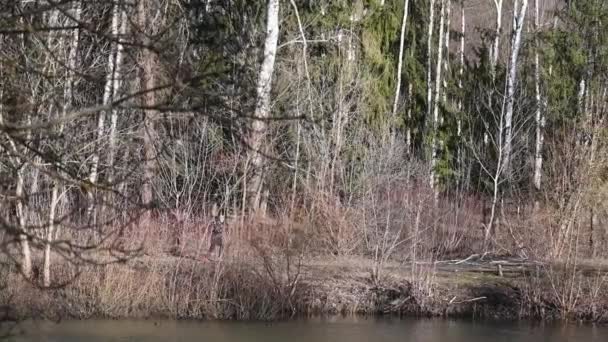 Hombre irreconocible corriendo en el parque forestal en la orilla de los lagos — Vídeo de stock