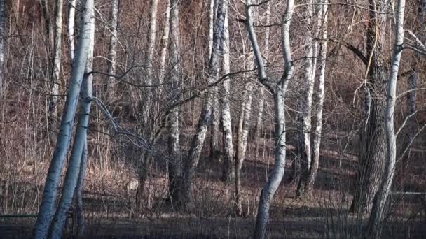 Árboles desnudos balanceándose en el cálido parque forestal Wintetr — Vídeo de stock