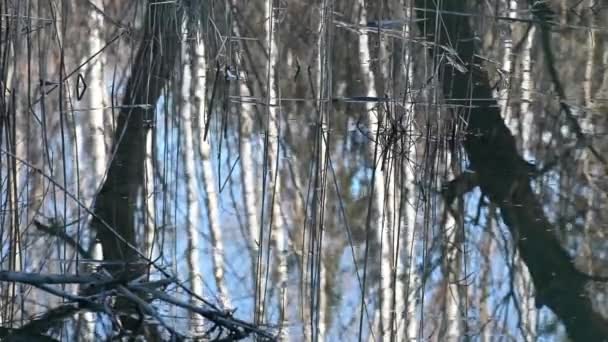 На озері вода з сухим очеретом і деревами відображення — стокове відео