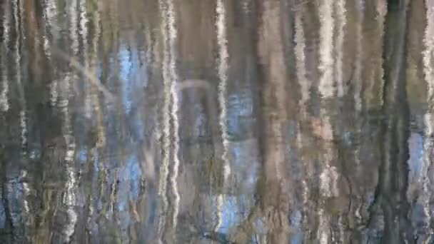 Rpples on the lake water with dry reeds and trees reflections — Stock Video