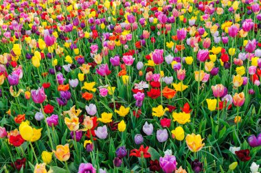 Hollanda'da lale tarlaları