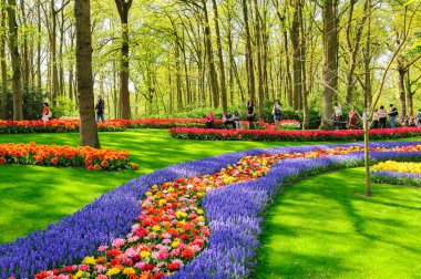 Lisse, Hollanda'daki Keukenhof Gardens çiçek yatakları
