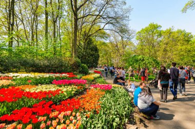 Lisse, Hollanda'daki Keukenhof Gardens çiçek yatakları