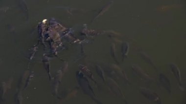 Sazan balığı tatlı su havuzunda besleniyor.