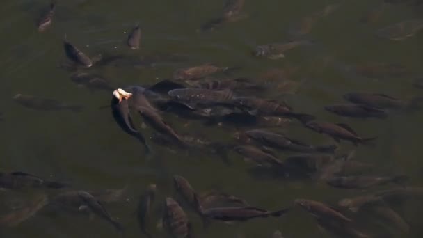 Karpfenfische fressen in Zeitlupe im Süßwasserteich — Stockvideo