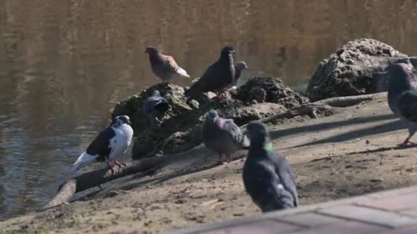 Grupo de palomas en la zona del parque — Vídeos de Stock