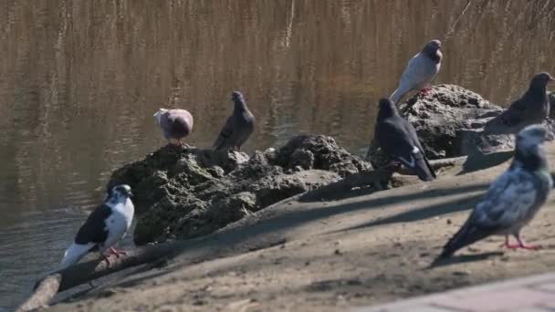 Group of pigeons in park area — Stock Video