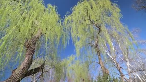 Зеленые ивы с маленькими свежими листьями в раннее весеннее время — стоковое видео