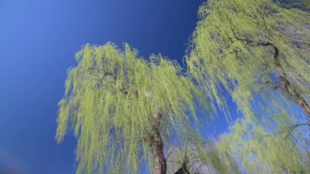 Green willow trees with small fresh leaves at early spring time — Stock Video