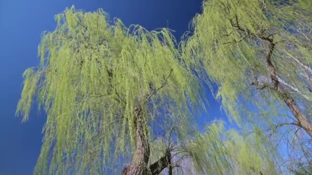 Green willow trees with small fresh leaves at early spring time — Stock Video