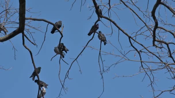 Stormo di piccioni seduti sui rami dell'albero — Video Stock