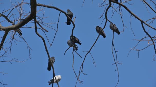 Σμήνη περιστεριών που κάθονται στα κλαδιά του δέντρου — Αρχείο Βίντεο