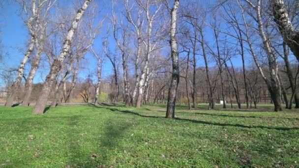 Dönthető és serpenyő lövés a fák a parkban — Stock videók