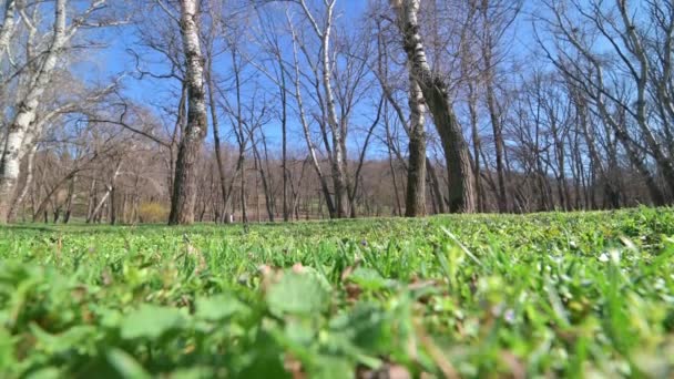 Grünes Gras und kahle Bäume im Park — Stockvideo