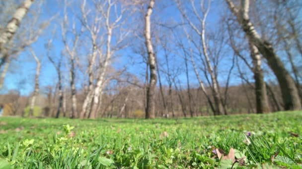 Tiro estático de hierba y árboles en el parque de primavera temprana — Vídeos de Stock