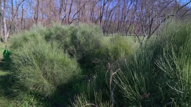 Arbustos y árboles en el parque de principios de primavera — Vídeo de stock