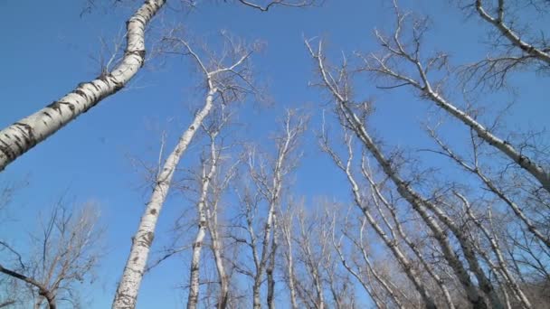 Panorama de hautes sections d'arbres — Video