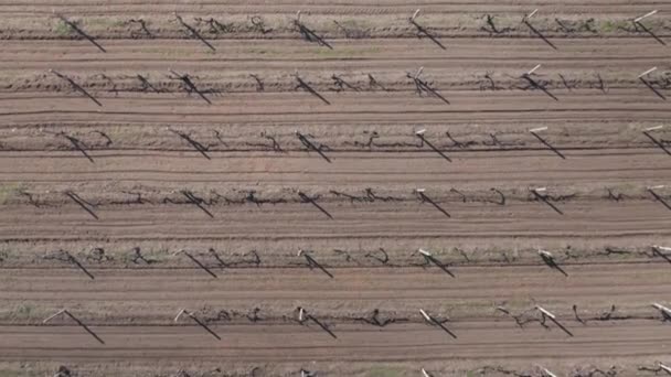 Volo aereo sui filari del vigneto in primavera — Video Stock