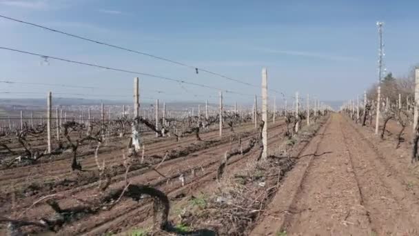 Vuelo aéreo sobre las hileras de viñedos a principios de primavera — Vídeo de stock