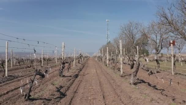 Vuelo aéreo sobre las hileras de viñedos a principios de primavera — Vídeo de stock