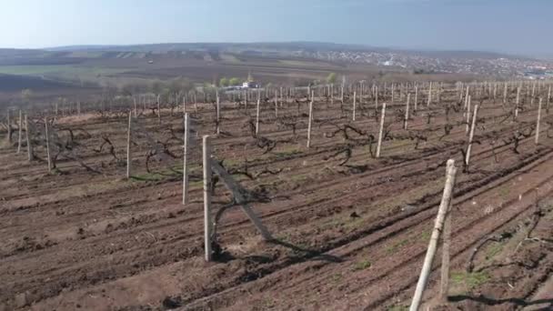 Vuelo aéreo sobre las hileras de viñedos a principios de primavera — Vídeo de stock