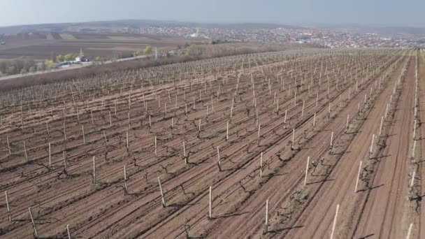 Vol aérien au-dessus des rangées de vignes au début du printemps — Video