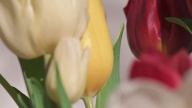 Bir grup lale makro doli sığ DOF ile fışkırır