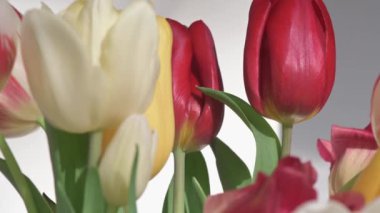 Bir grup lale makro doli sığ DOF ile fışkırır