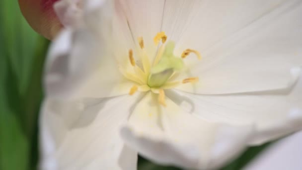 Blanco tulipán macro pan y dolly disparar con DOF poco profunda — Vídeo de stock