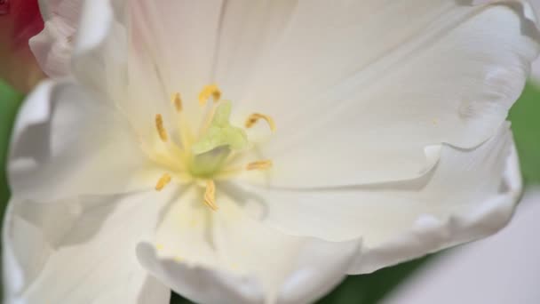 Weiße Tulpe Makropfanne und Dolly-Trieb mit flachem DOF — Stockvideo