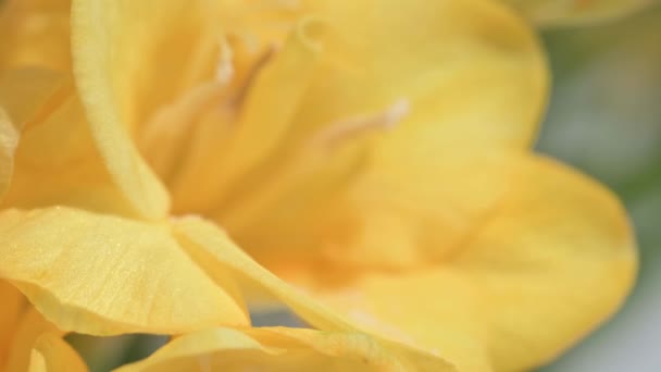 Yellow Freesia Makrodolly Shooting mit seichtem DOF — Stockvideo