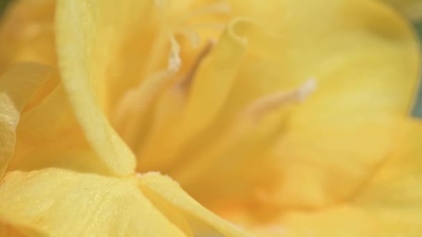 Amarelo freesia macro dolly atirar com raso DOF — Vídeo de Stock