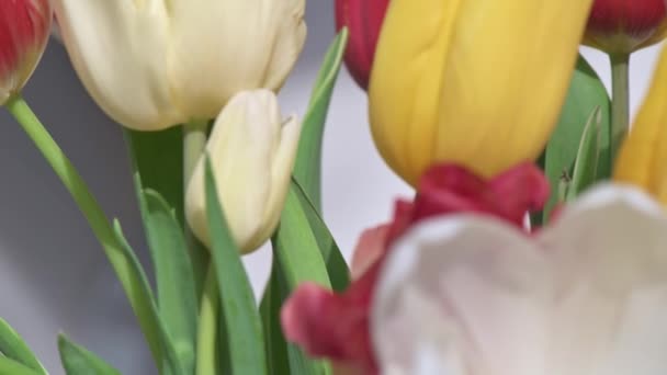 Manojo de tulipanes macro dolly disparar con DOF poco profunda — Vídeo de stock