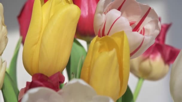Bando de tulipas macro dolly atirar com DOF rasa — Vídeo de Stock