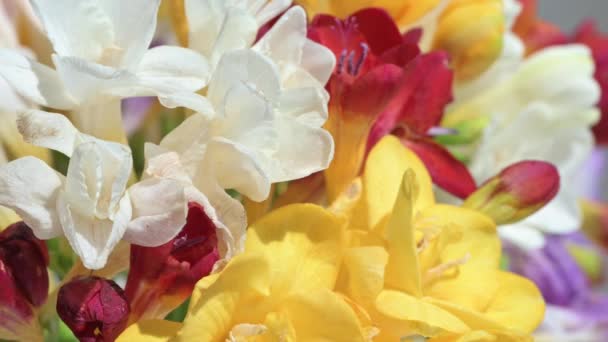 Boeket van freesia bloemen macro dolly shoot met ondiepe DOF — Stockvideo