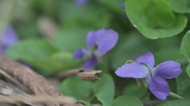Erken bahar menekşeleri yerde, kamera hareketlerini takip ediyor.
