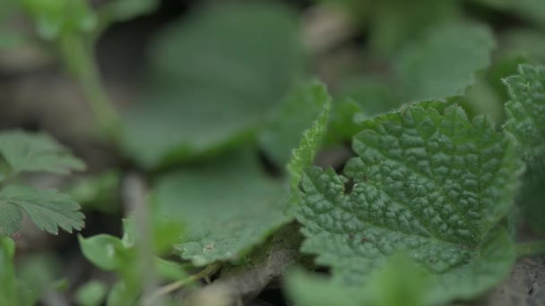 Verse groene bladeren en gras op de bodem van de lente bos, macro shot — Stockvideo