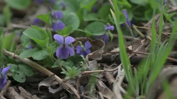 Fleurs violettes au sol au début du printemps, mouvement de la caméra de piste — Video