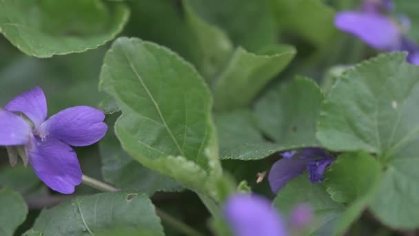 Primavera temprana flores violetas en el suelo, movimiento de la cámara de pista — Vídeos de Stock