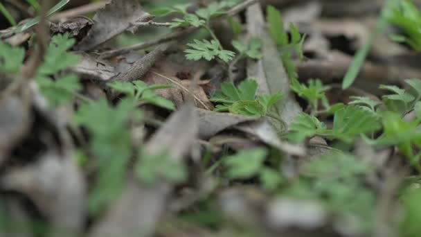 Čerstvé zelené listy a tráva na dně jarního lesa, makro záběr — Stock video
