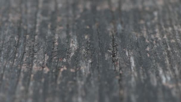 Vieille planche en bois grise altérée Dolly shot avec foyer peu profond — Video