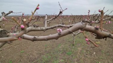 Moldova 'da ilkbahar aylarında bahçede açan pembe şeftali çiçeklerine yakın.