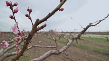 Moldova 'da ilkbahar aylarında bahçede açan pembe şeftali çiçeklerine yakın.