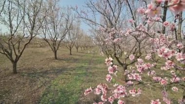 Moldova 'da bahar mevsiminde güçlü rüzgarda çiçek açmış badem ağaçları.