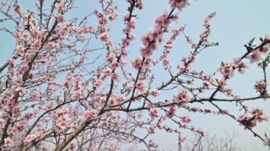 Moldova 'da güçlü rüzgarda çiçek açan badem dalları ve gökyüzü arka planında pembe çiçekler.