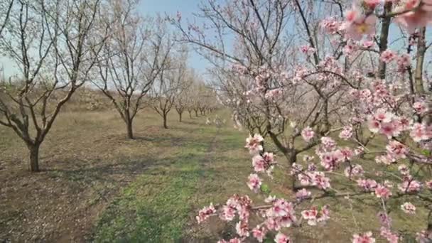 Virágzó mandulafák sikátora rózsaszín virágokkal az erős szélben tavasszal Moldovában — Stock videók